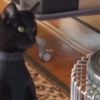 驚きの体勢でストーブの前にいた黒猫…本当に猫なのか疑いたくなる『まさかの瞬間』に３万いいね「ジブリに出演してたよね」「合成かとｗ」