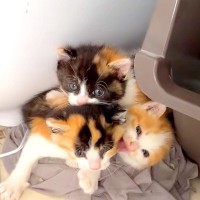 保護された４匹の子猫→翌朝、様子を見に行くと…まるでピラミッド？あまりにも『可愛すぎる瞬間』に「みちみち」「幸せの思い出だね」と反響