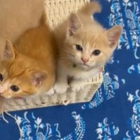 ごはんの準備をしていると、足元で『3匹の子猫』が…可愛すぎる行動に癒される人が続出「アピールがすごいｗ」「天然の刀ｗ」と12万再生