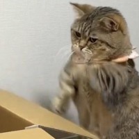 ダンボールの『フタ部分』を使って、猫が……可愛すぎる『遊び方』に２万いいねの反響「一生見ていられるｗ」「表情が遊びじゃなくて本気だね」
