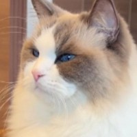 『おやつがもらえる日』だと勘違いしていた猫→『明日だよ』と伝えられると…まさかの反応が33万再生「賢いねぇ」「圧がすごいｗ」