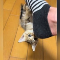 飼い主さんが履いている『靴下に掴まって遊んでいた子猫』→足を動かされても…微笑ましい光景に「超絶かわいいｗ」「スパイダーにゃん」と反響
