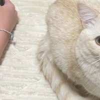 家族で仲良くゲームを遊んでいると、必ず『愛猫』がやって来て…『可愛すぎる行動』に１万いいね「一緒に遊びたいんだね」「上目遣いがずるい」