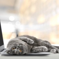 猫が原因で起こりうる『パソコントラブル』4選　なぜ狙われるの？対策方法までご紹介