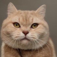 『マンション』でも飼いやすい猫種4選　向いている理由から環境づくりのポイントまで