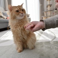 猫に『お手・待て』を覚えてもらう方法3つ　習得するメリットや教えるときの注意点まで