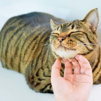 猫が見せる『あなたへの愛情度』を示す5つのサイン　見逃しがちな行動の意味や絆を深めるコツも解説