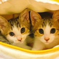 ペットハウスの中でくつろぐ『仲良しな2匹の子猫』→成長した結果…尊すぎるビフォーアフターに反響「キュンときた」「ずっと一緒だね」