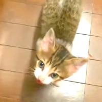お腹がペコペコな保護子猫→必死に鳴いておねだりして…悶絶必至の『可愛い行動』に反響「ダミ声ばりかわ」「何でもしてあげたくなっちゃう」