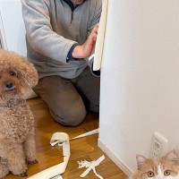 ボロボロにされた壁紙を補修中→目の前にいた『犯ニャン』の様子を見ると…まさかの光景に爆笑の声続出「ふてぶてしいｗ」「可愛すぎるｗ」