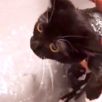 黒白の赤ちゃんネコを『初めてのお風呂』に入れた結果…思わず応援したくなる『尊い光景』に「とても癒された」「優しい子なんだね」と反響