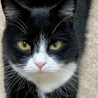 前足を伸ばす猫→まるで『靴下』を履いているようで……「お洒落さんだ」「とても似合ってるｗ」可愛すぎる『模様』に４万いいねの反響