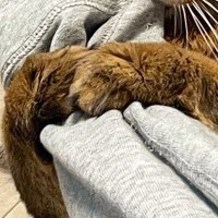 大好きな飼い主さんの腕を『ギュッと抱きしめていた猫』→次の瞬間……可愛すぎる光景に２万いいね「私もされたい」「うらやましいｗ」と反響