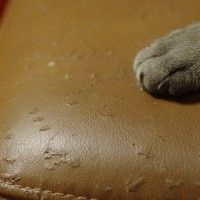 猫と暮らすなら欠かせない『家具を守る』ための対策3つ　よくあるトラブルや上手な向き合い方も