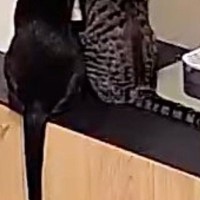 自動給餌器を見たら、猫たちが…思わず笑みがこぼれる『可愛い瞬間』が10万表示「愛おしいなぁ」「抱きしめたい」と悶絶の声続出