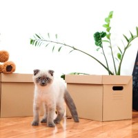 猫と『快適に暮らせる家』を探すときに必要な3つの条件　失敗しがちなポイントや選び方のコツ