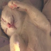 幸せそうに眠っていた猫→下のほうを見たら、『まさかの輝き方』をしていて…「めっちゃ綺麗ｗ」「神々しい」ご利益がありそうな光景に１万いいね