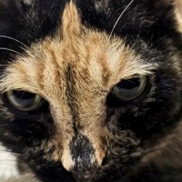 個性的な柄を持つサビ猫→顔を見ると、十文字のような模様があり…思わず見入ってしまう光景が108万表示「素敵すぎる」「神々しい」と反響