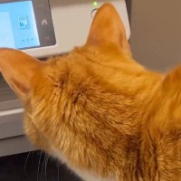 プリンターの中を『じっと覗き込む猫』→勢いよく紙が飛び出してきて…『100点満点の反応』に爆笑「かわいいｗｗ」「笑った」と6万いいね