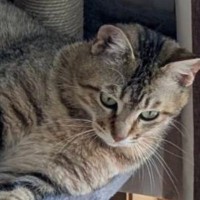 保護されてから1か月が経った猫→キャットタワーの上で…リラックスしすぎな『まさかの体勢』に２万いいね「素晴らしい」「大御所感ｗ」