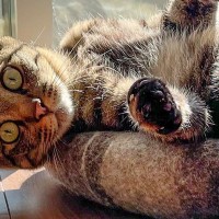 窓辺で日向ぼっこをしていた猫→『足の位置』が……独特なポーズに２万いいね「ダンサーかなｗ」「笑ってしまった」と笑顔になる人が続出