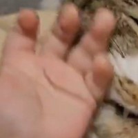 赤ちゃんの手に『自ら近づいて行った猫』…『まさかの行動』に３万いいねの反響「可愛すぎてたまらん」「てえてえ...」と癒される人が続出