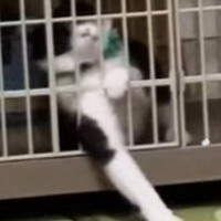 保護された当時は『噛みつきまくっていた猫』が、現在……『劇的な変化』に感動する人が続出「安心しきった表情に泣ける」「愛情の証」