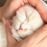 膝の上でくつろいでいた猫→顔をおにぎりみたいに握ってみると…可愛すぎる光景に癒される人が続出「形状が変わったｗ」「おとなしい〜」
