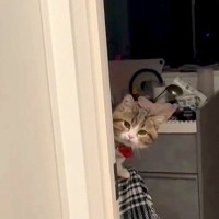 10分だけ帰宅が遅くなってしまった結果→出迎えてくれたネコが…普段との『対応の違い』が53万再生「かなりご立腹」「心配なのかな」と反響