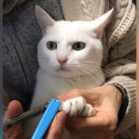 爪切りをしてもらう白猫→『顔』を見ていると…あまりにも尊い『じっと耐える様子』が173万再生「目が全てを物語っているｗ」「偉すぎ」