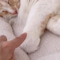 すやすやと寝ている猫を『つんつん』と触ってみたら…『悶絶級』のリアクションが37万再生「心臓に悪い」「想像の1000倍可愛かった」