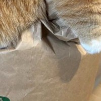 朝起きたらネコが『米袋』に……まさかの瞬間が可愛すぎると４万いいね「想定外のトラップｗ」「頑張ったんだねｗ」と笑顔になる人が続出