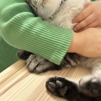 保護されて3日目の猫→女の子にギュッと抱きしめられると…幸せいっぱいな光景に感動の声「相性が良いのね」「尊すぎて涙が出る」と1万いいね