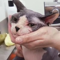 毛がない猫『スフィンクス』をシャンプーしたら、『お湯の色』が……驚きの光景が34万再生「想像以上でコーヒー吹いた」「人間と一緒だよね」