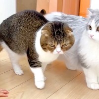 赤ちゃんと子猫が初めて出会った結果→警戒モードから、だんだんと…想像以上に癒される『おもてなしの様子』が11万再生「心が温まった」の声