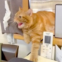 ママが『金髪ロングのかつら』をかぶった結果、ネコが…想像以上に『ブチギレている光景』に爆笑の声「めっちゃ喋ってるｗ」「可愛いｗｗ」