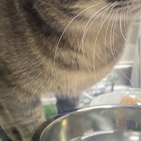 普段はあまり運動をしない旦那が『スクワット』を始めたら…猫が見せた『可愛すぎる表情』に２万いいね「くるったにゃ」「気になるよねぇｗ」