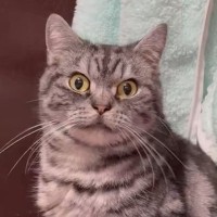 猫の爪が伸びていないか確認するため『爪見せて』と言った結果…『可愛すぎる反応』に１万いいね「いやだぁって言ってるｗ」「笑った」