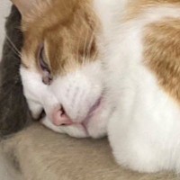 キャットタワーの上で眠っていた猫→『ギリギリな状態』で……まさかの瞬間に１万いいね「狭くないのかなｗ」「ミッチミチだね」と反響