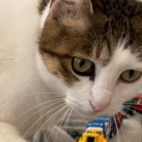 ソファの上に『ずらりと並べられたおもちゃ』→猫が通ろうとした結果…「めちゃめちゃ賢い」「優しすぎる～」驚きの光景に２万いいね