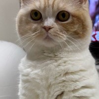 テレビを見ていたら、猫が目の前で見つめてきて…まるで『人形』のような瞬間に「かわいいｗ」「正座しているみたい」と１万いいね