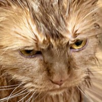 お風呂から上がった3匹の猫→『表情』を見ると……可愛すぎる光景に笑ってしまう人が続出「すっげぇ怒ってるｗ」「目が物語ってるｗ」と１万いいね