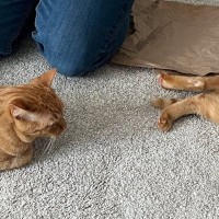 『２匹の茶トラ猫』が夫の前に並んで……まさかの瞬間に「幸せな光景すぎる」「ちょうどいい位置ｗ」微笑ましい様子に３万いいねの反響