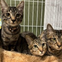 可愛らしい表情の子猫たち→『旦那が撮影』してみると……まさかの光景に18万いいね「何したのｗ」「違いがわかりやすいｗ」と大爆笑