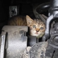 トラックの『エンジンルームの中にいた子猫』を保護した結果…可愛すぎる『半年後の光景』が174万再生「強運の持ち主」「ウルウルきた」