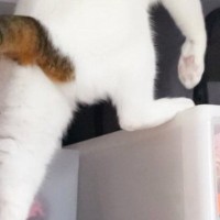 押し入れの中に『こっそり侵入しようとしていた猫』→『登り方』が……衝撃的な光景に３万いいね「正体バレちゃうｗ」「よっこいしょｗ」