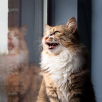 猫が『高い声で鳴く』ときの理由3つ　込められている意味や接し方のコツを解説