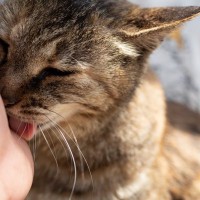 猫が飼い主を『舐めてくる』意味とは？5つの部位で異なる心理や応え方まで