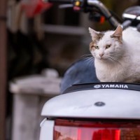 『野良猫』にやってはいけない絶対NG行為5つ　思わぬトラブルの可能性から正しい関わり方まで