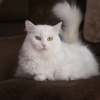 『王族』に選ばれ愛された猫種4種　特徴や魅力から共通していた条件まで
